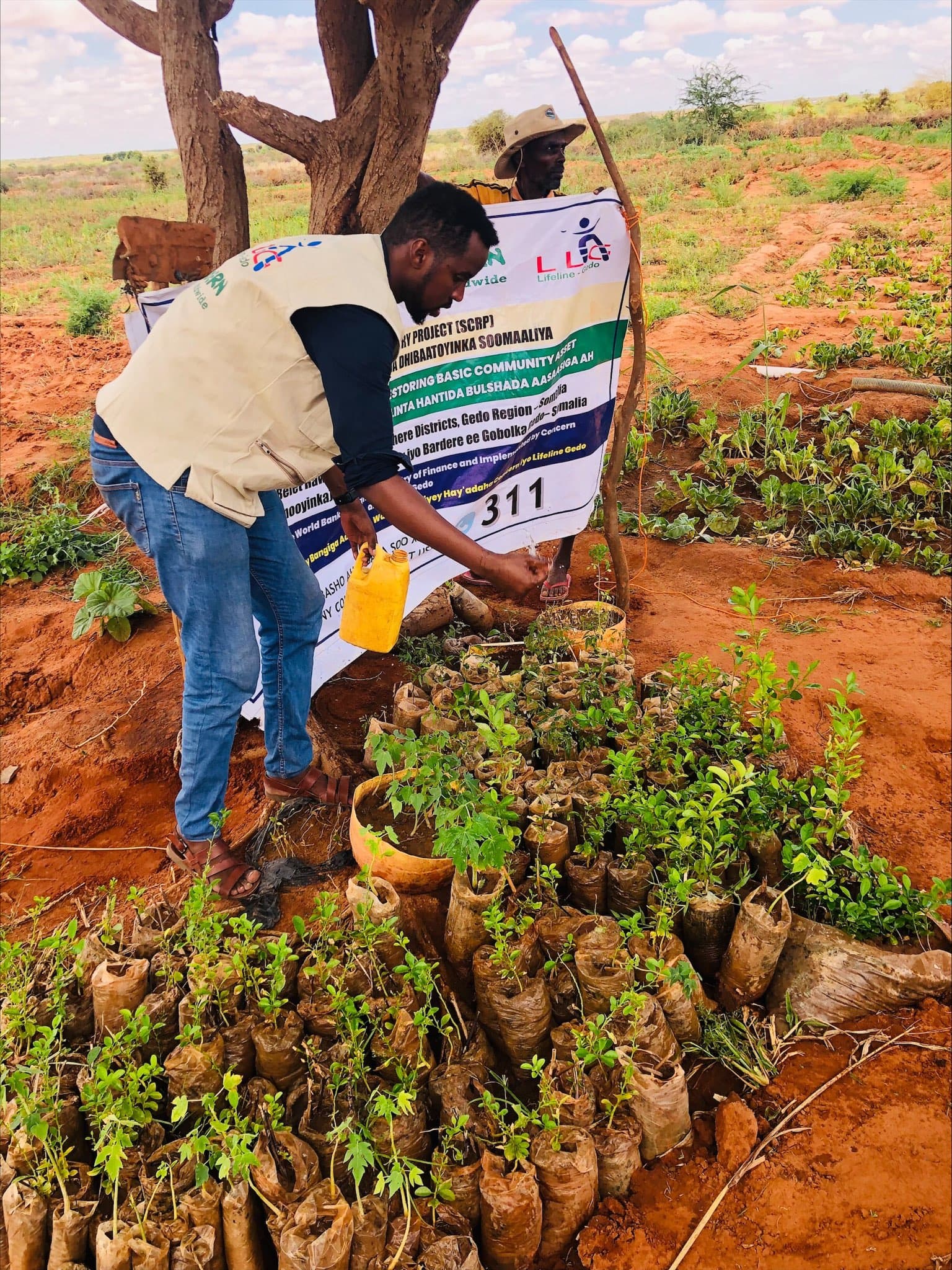 Tree planting